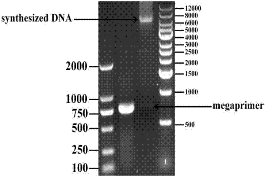 Recombinant carbonyl reductase mutant, gene, vector, engineering bacterium and application of recombinant carbonyl reductase mutant