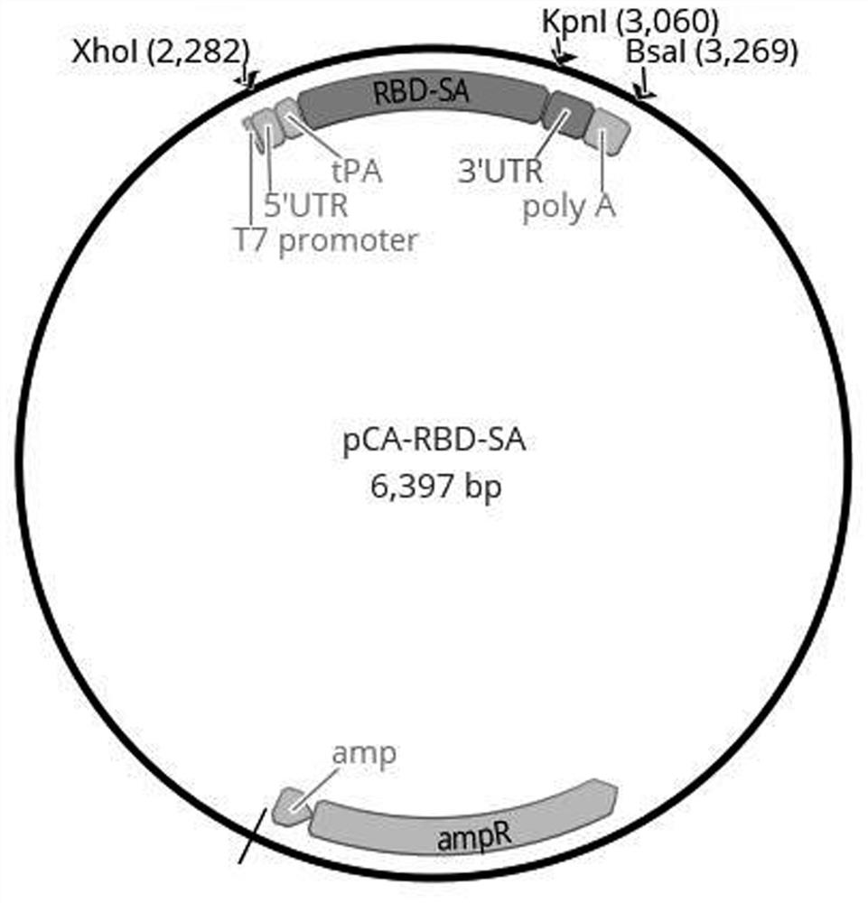 New coronavirus mRNA vaccine for targeted stimulation of humoral immunity and cellular immunity