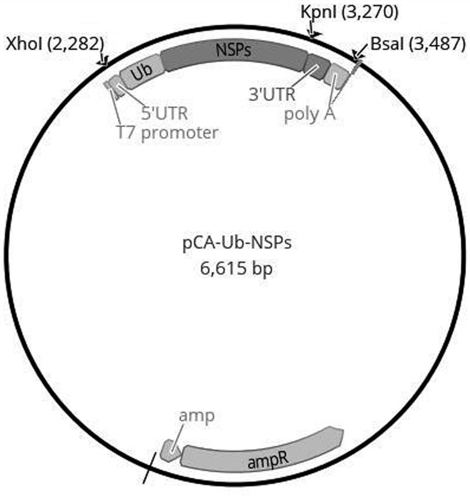 New coronavirus mRNA vaccine for targeted stimulation of humoral immunity and cellular immunity