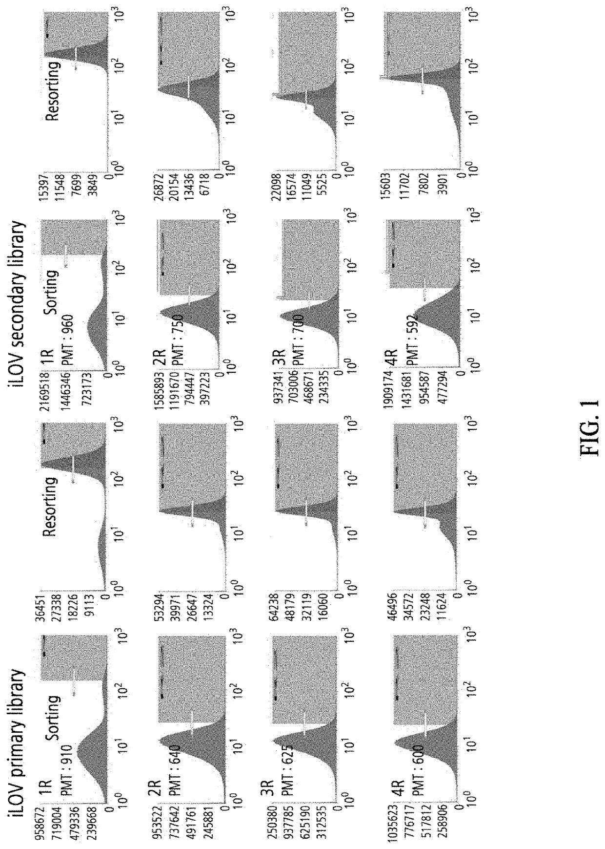 Flavin mononucleotide-binding protein variants having improved fluorescence intensity derived from arabidopsis thaliana