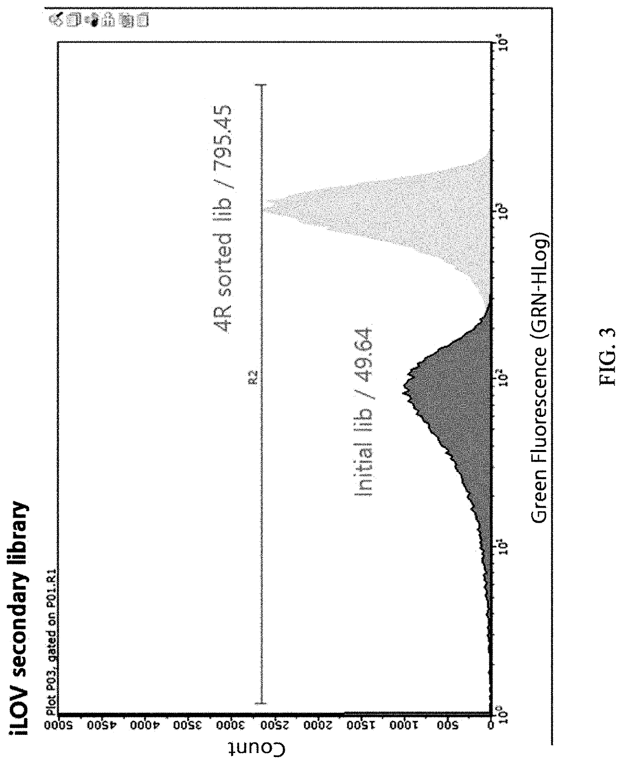 Flavin mononucleotide-binding protein variants having improved fluorescence intensity derived from arabidopsis thaliana