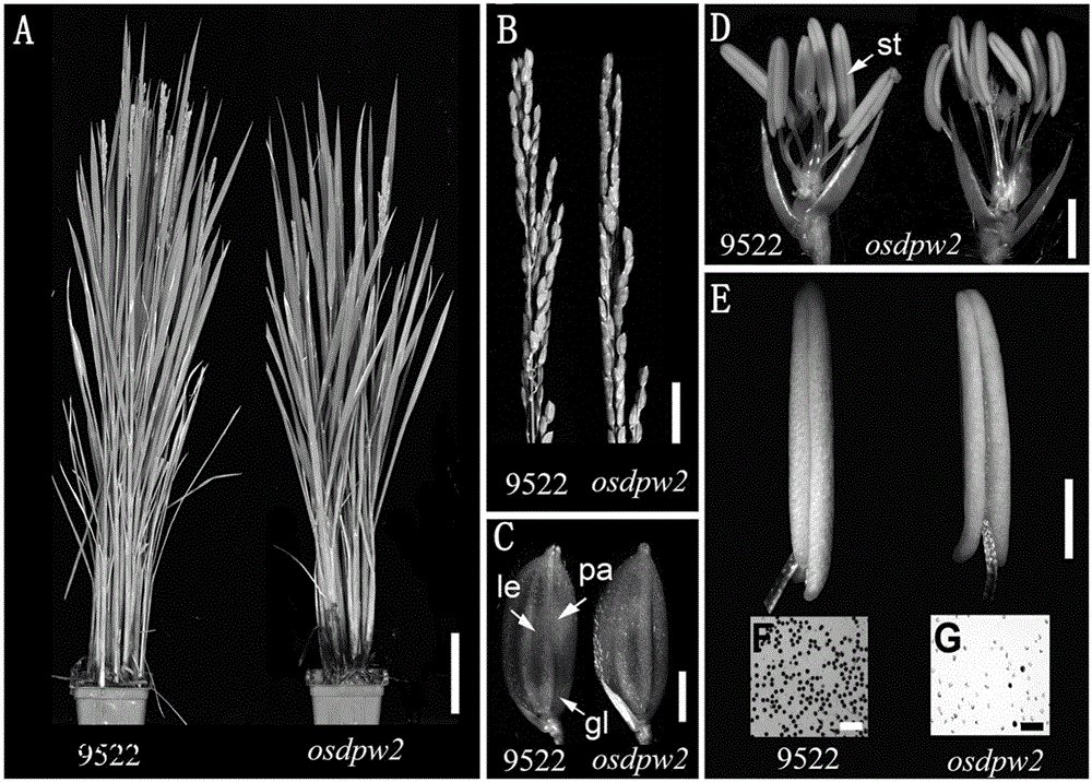 Application of male sterility gene OsDPW2 and rice sterility recovery method