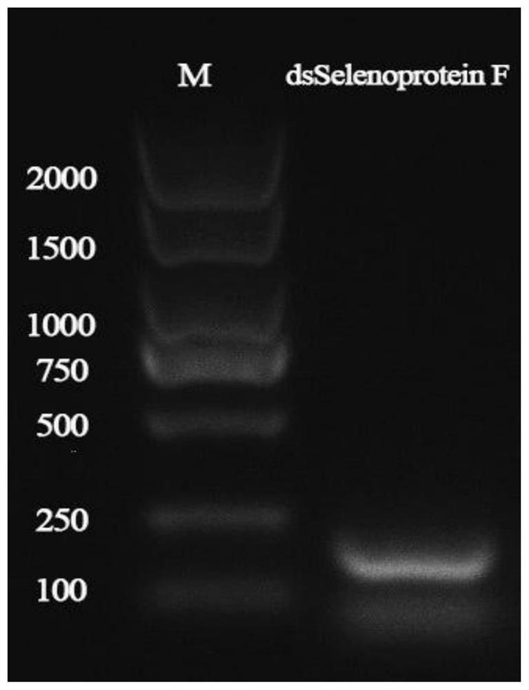 DsRNA sequence for regulating and controlling male nilaparvata lugens seminal fluid Selenoprotein F and application of dsRNA sequence