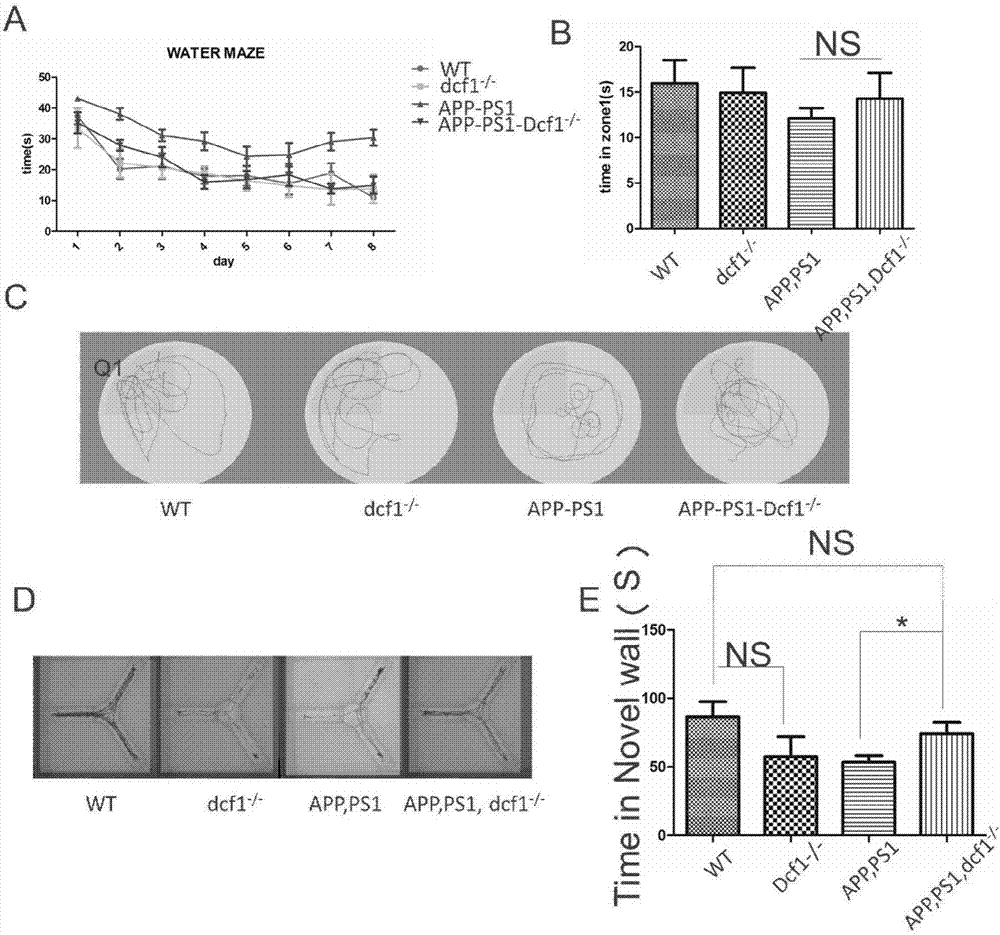 Applications of DCF1 gene knockout in preparation of drugs for alleviating Alzheimer's disease