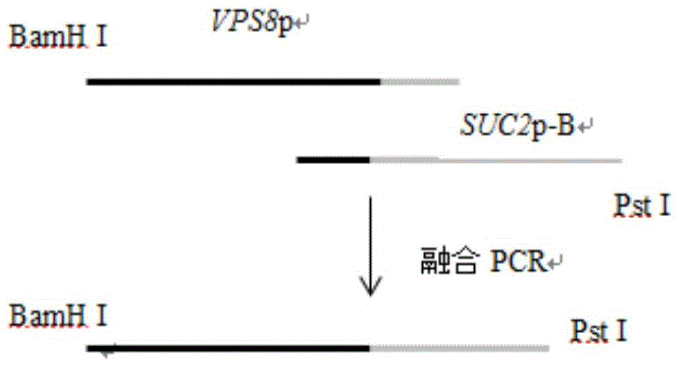 Construction and breeding method of high-sugar resistant baker's yeast strain