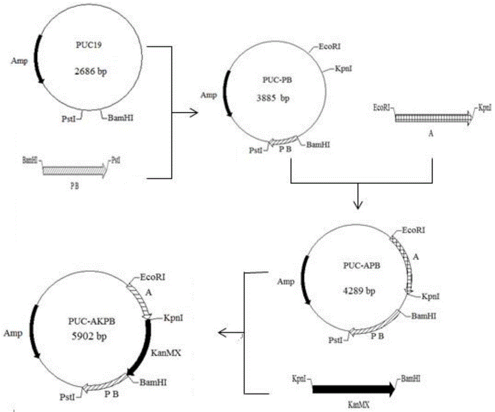 Construction and breeding method of high-sugar resistant baker's yeast strain