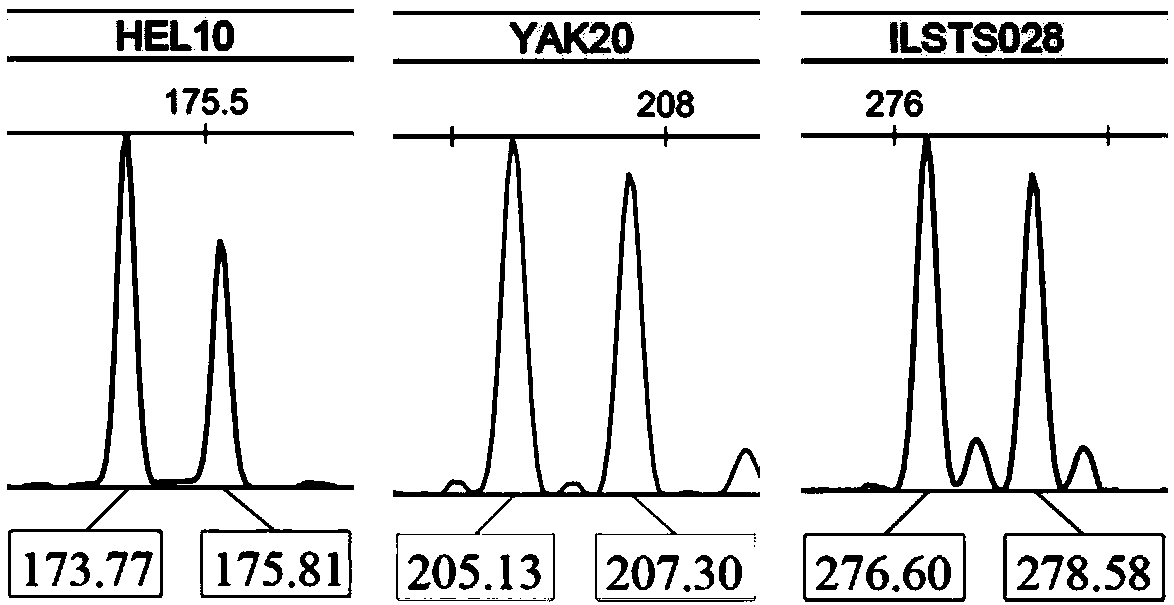 Genotypic assay kit for individual identification and paternity test of yaks