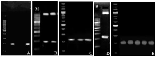 GhAGD13 gene relevant with resistance of verticillium wilt and application of GhAGD13 gene