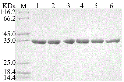 Symbiobacterium thermophilum meso-diaminopimelate dehydrogenase mutants