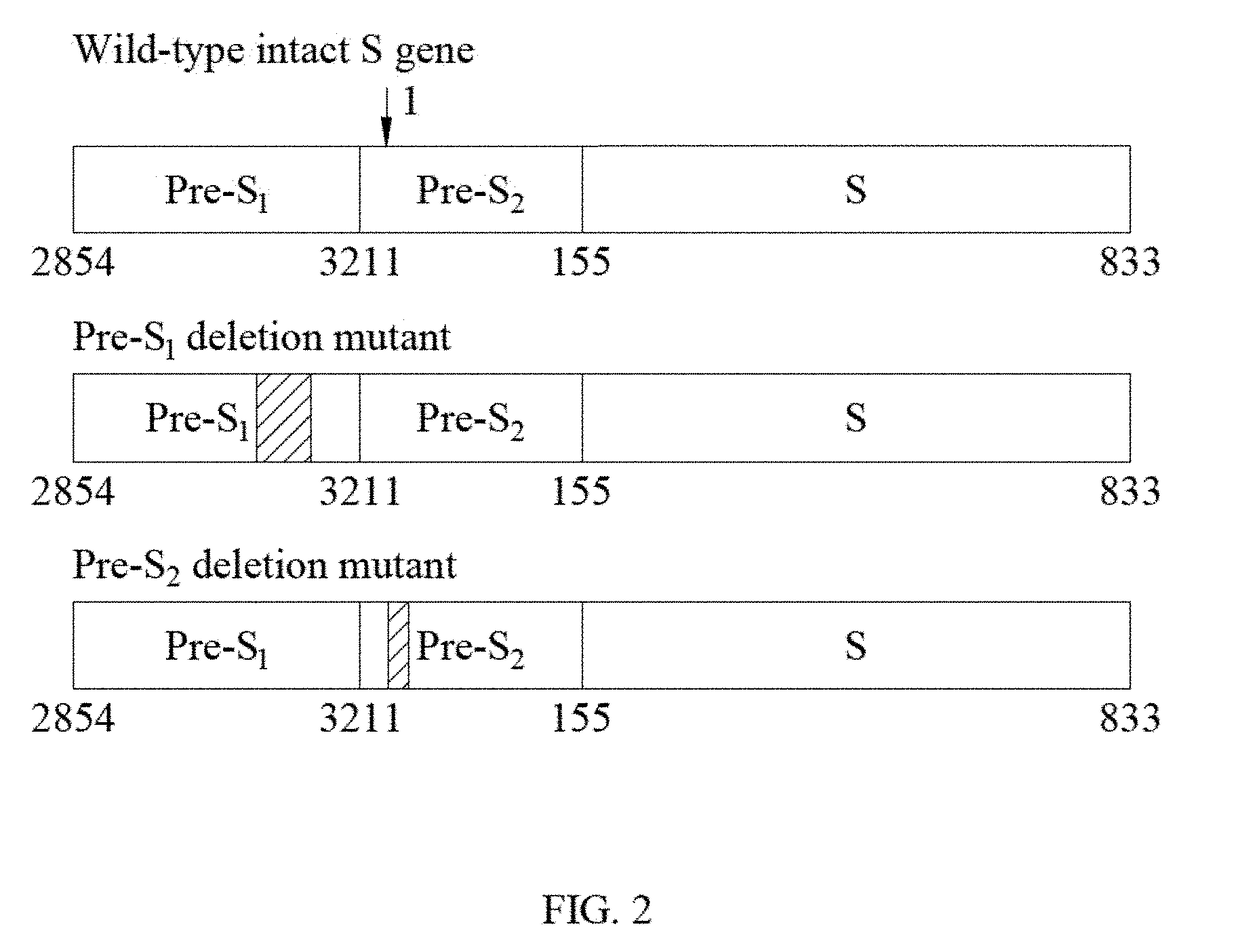 Method for determining deletions in HBV pre-s2 region