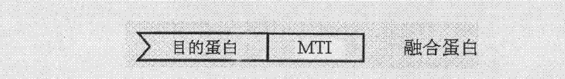 Protein trimerization modif and application thereof