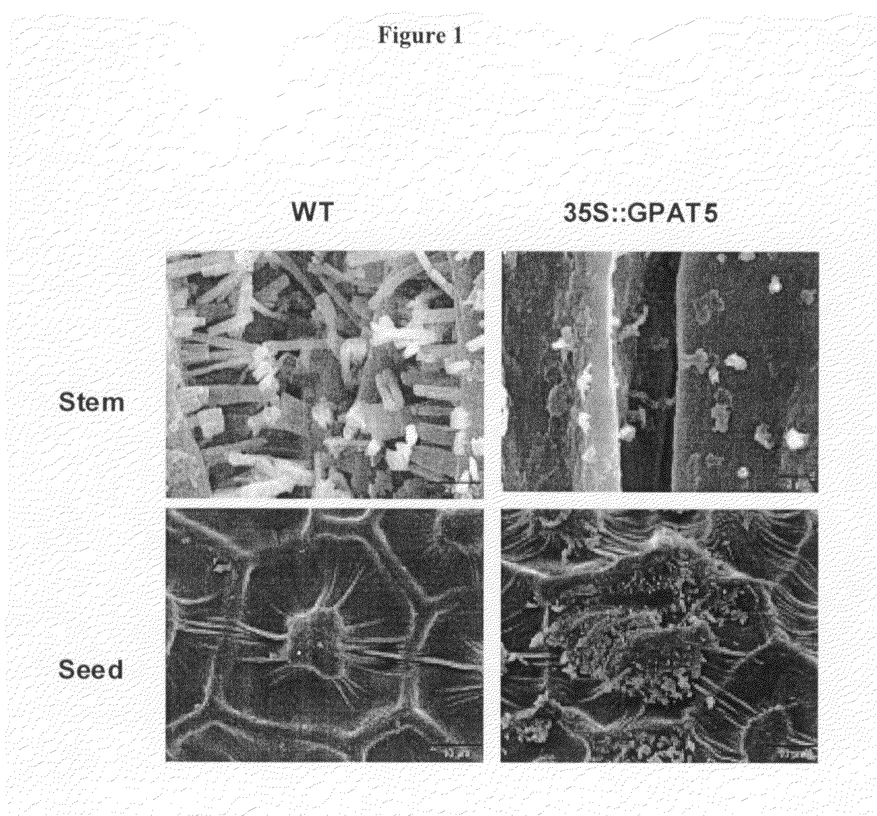 Compositions and methods for using acyltransferases for altering lipid production on the surface of plants