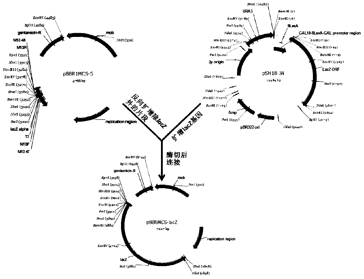 Construction method and application of bacterial promoter reporter vector