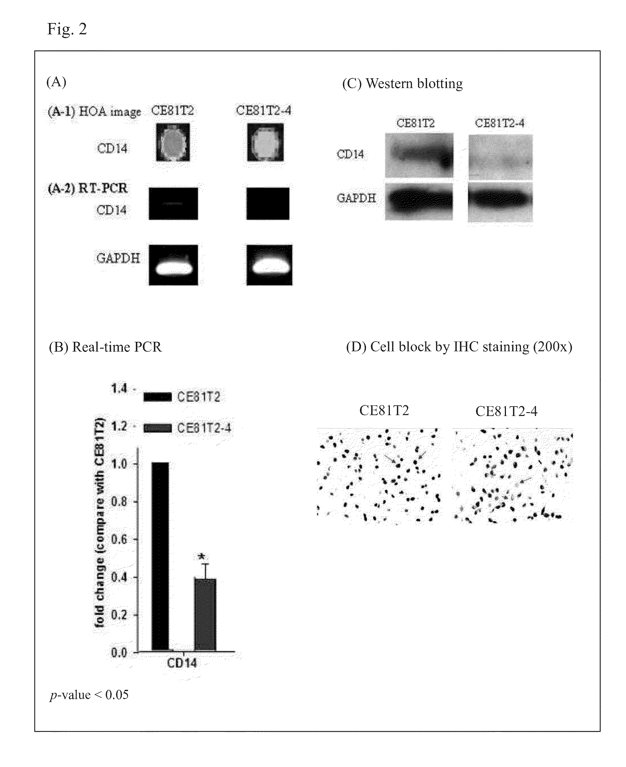 Method for predicting the survival status and prognosis of esophageal cancer and a kit thereof