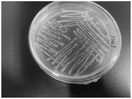 A bacterial strain for preventing and controlling plant nematodes and its application