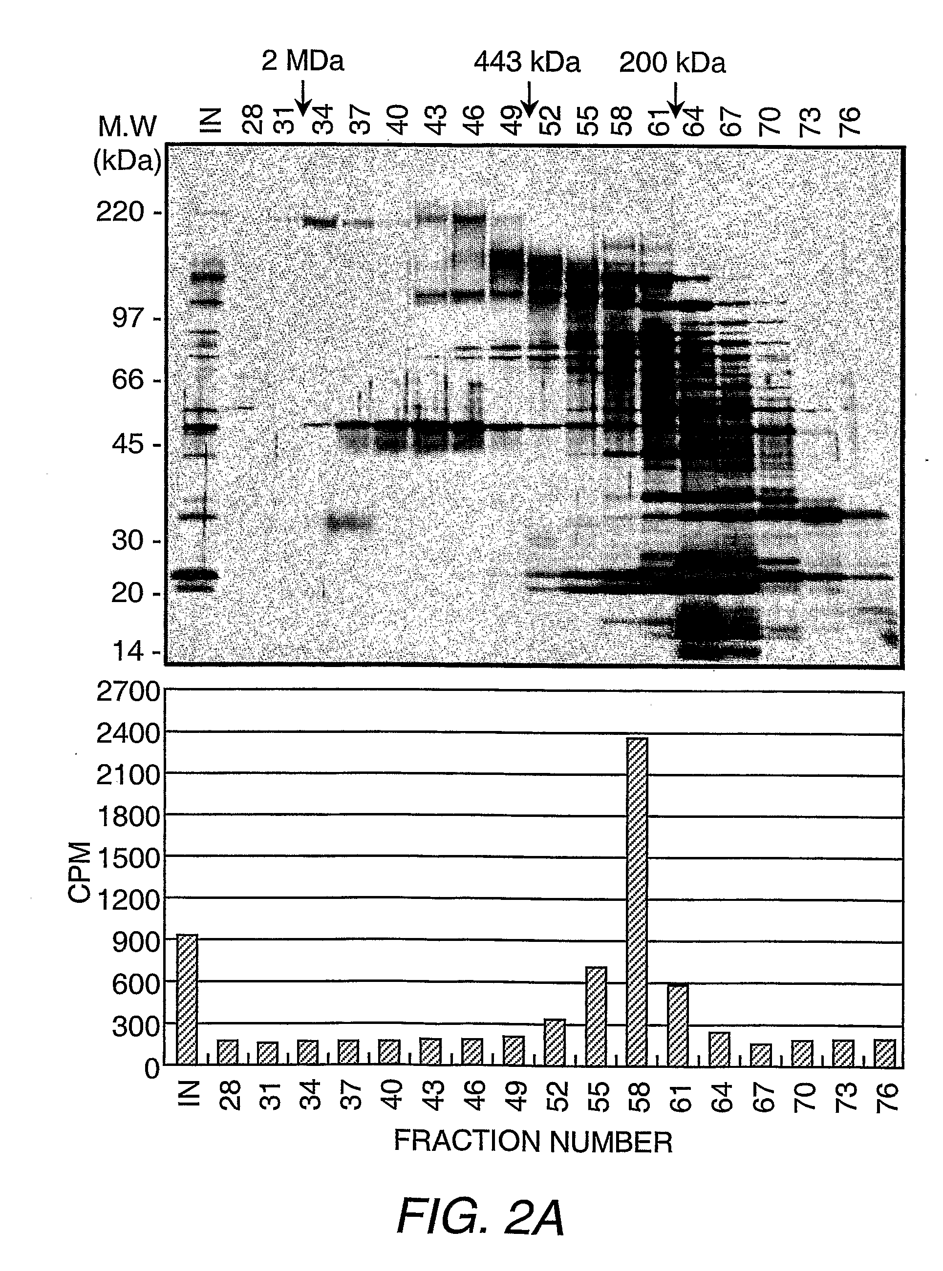 Protein demethylases comprising a jmjc domain