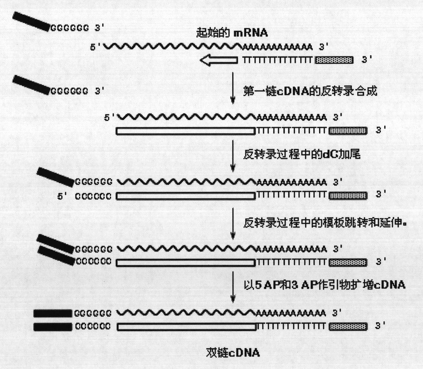 Method for constructing eukaryote cDNA library and special primers thereof