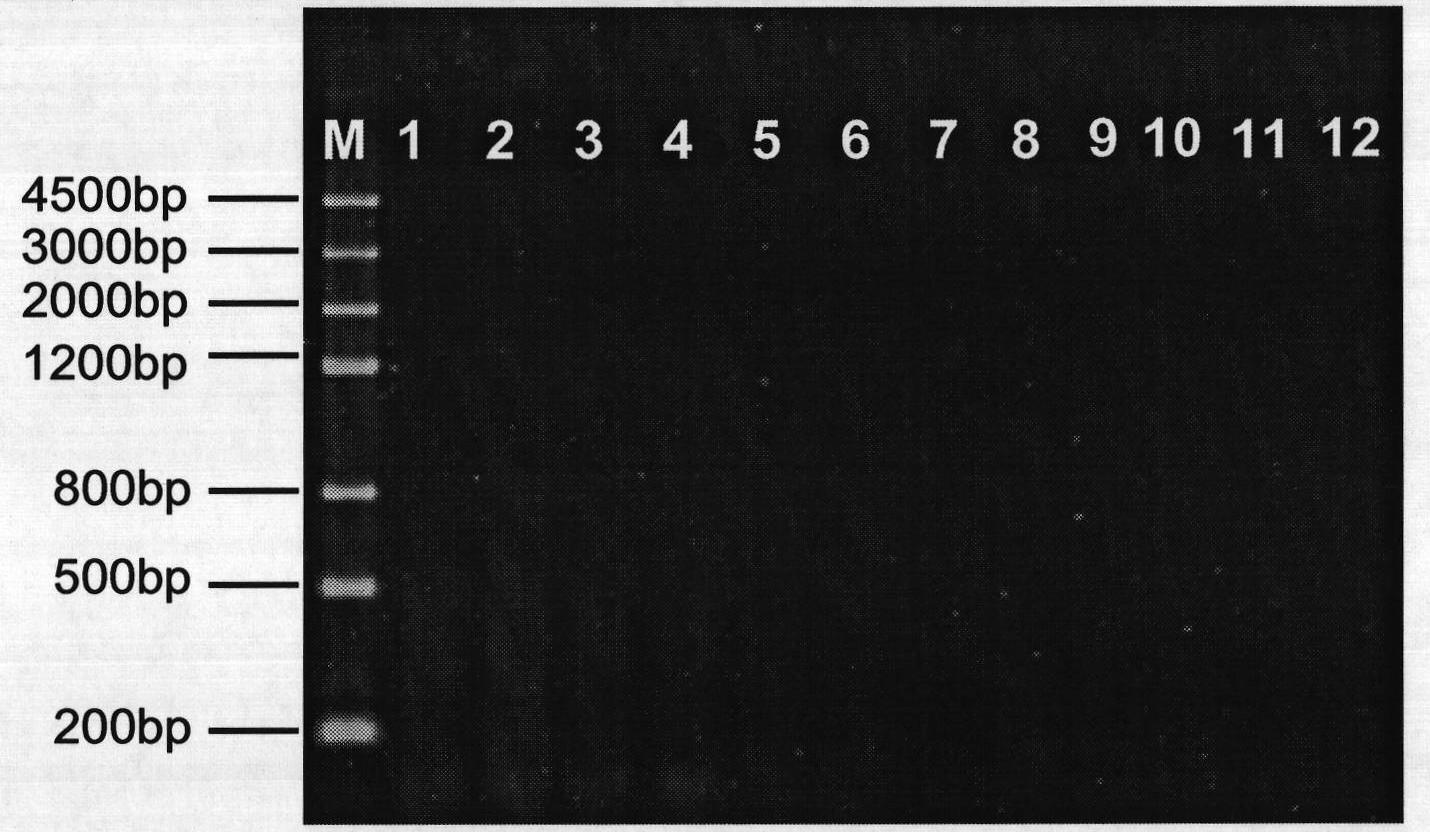 Method for constructing eukaryote cDNA library and special primers thereof