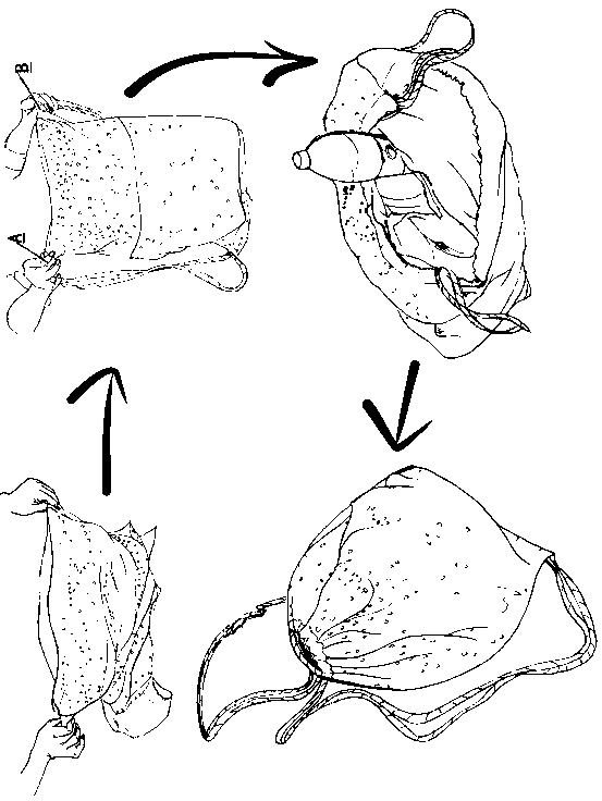 Dual-purpose pocket structure