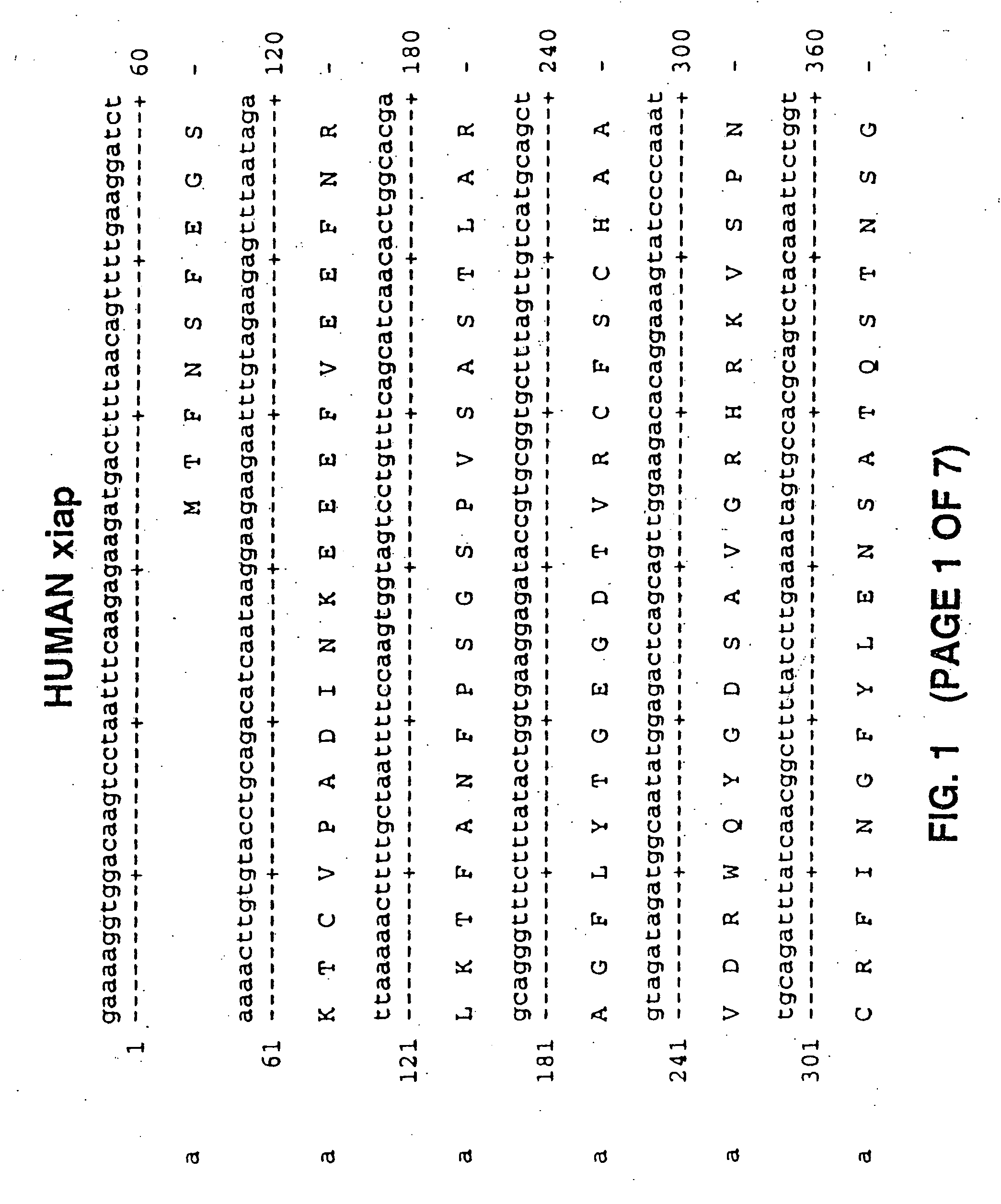 Antisense IAP oligonucleotides and uses thereof