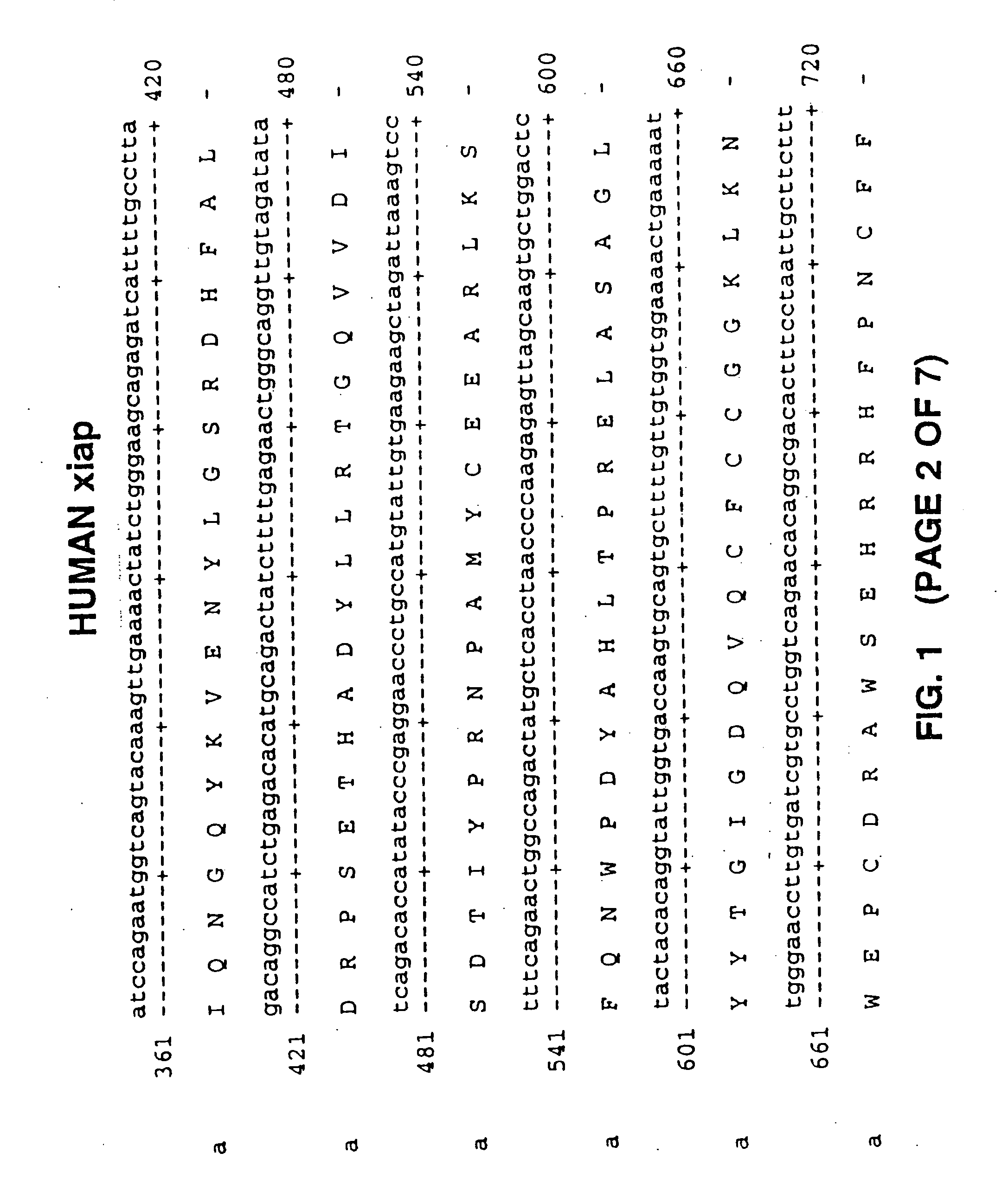 Antisense IAP oligonucleotides and uses thereof