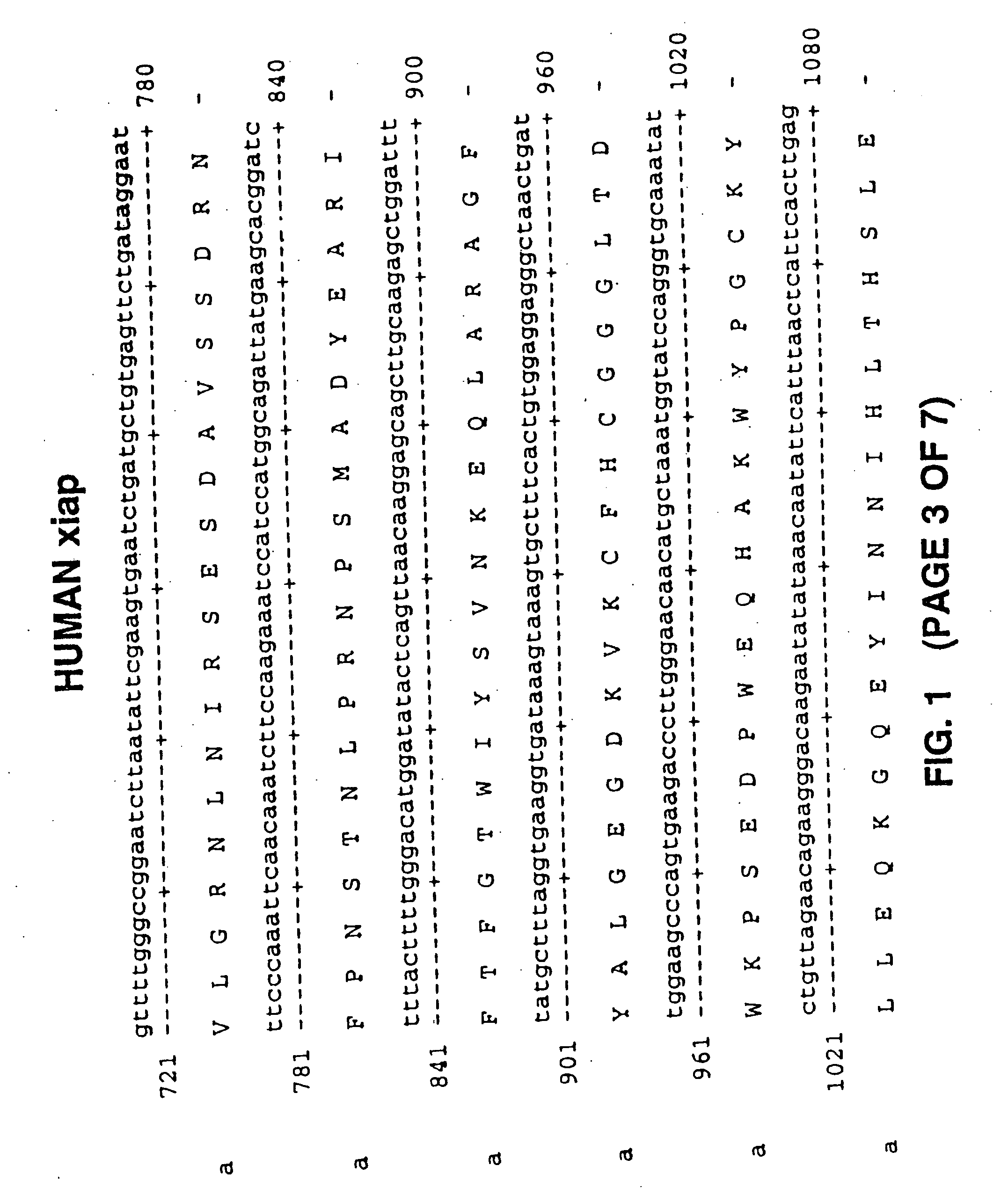 Antisense IAP oligonucleotides and uses thereof