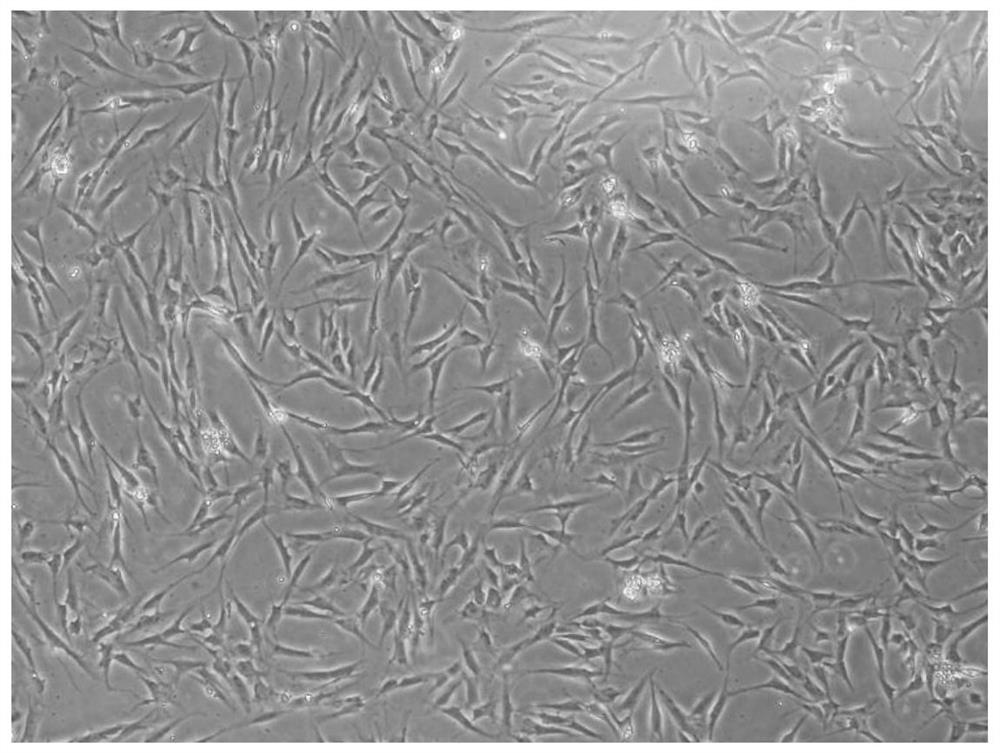 LMO3 gene for regulating and controlling ADSCs osteogenic differentiation and tissue regeneration, and application thereof