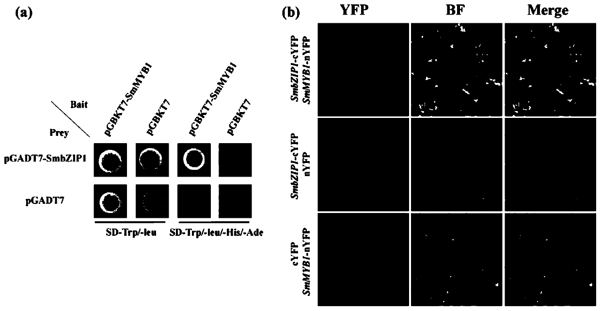 SmbZIP1 gene in increasing content of salvianolic acid in salvia miltiorrhiza and application thereof