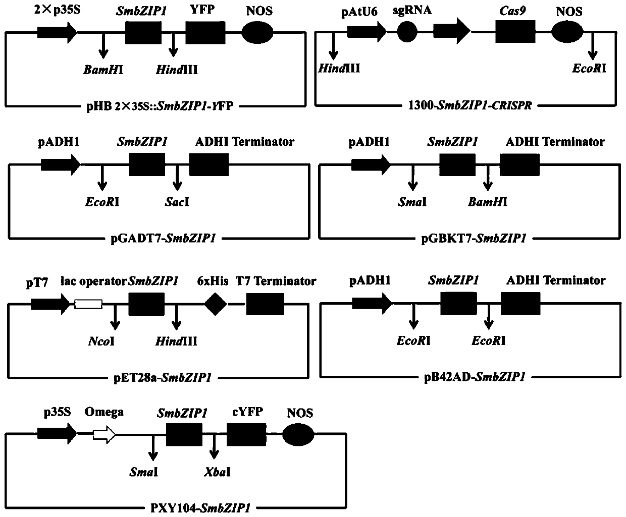 SmbZIP1 gene in increasing content of salvianolic acid in salvia miltiorrhiza and application thereof