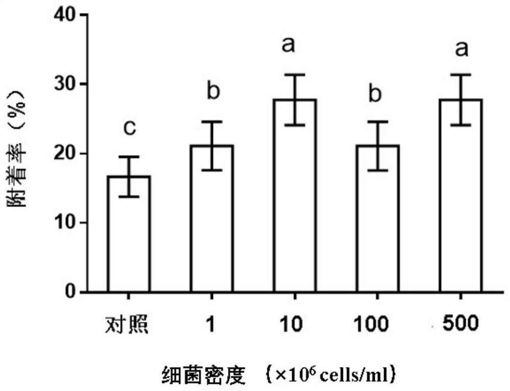 Use of sulfitobacterr sp. in inducing adhesion of young mytilus coruscus