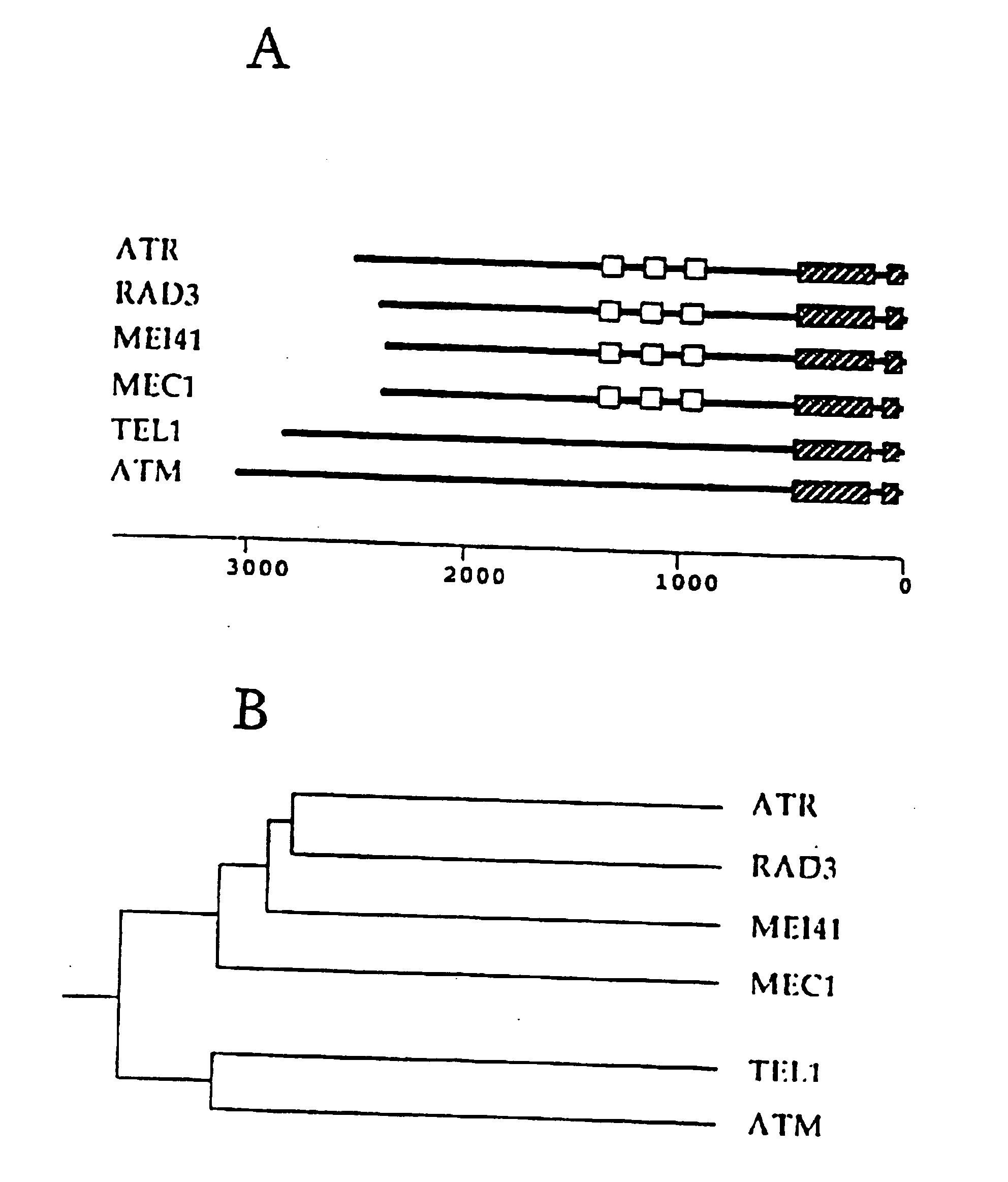 Cell-cycle checkpoint genes