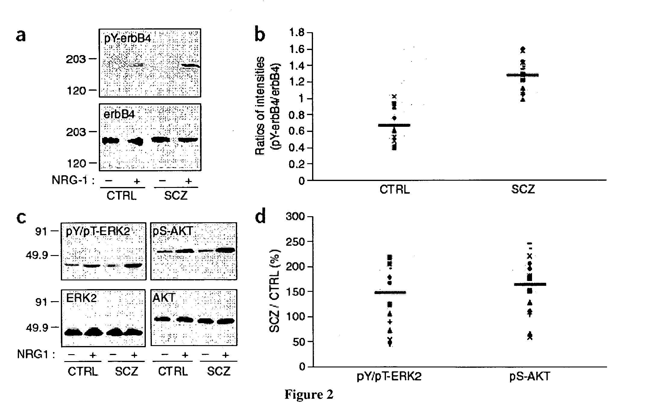 Neurgulin 1 (NRG1) - ErbB4 signaling as a target for the treatment of schizophrenia