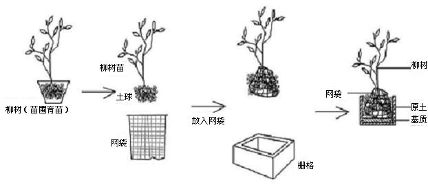 Ecological method for repairing concrete grating revetment of river level fluctuation zone by using plants