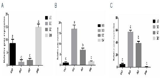 Molecular marker capable of rapidly detecting drug resistance of chicken coccidiosis, detection method and kit