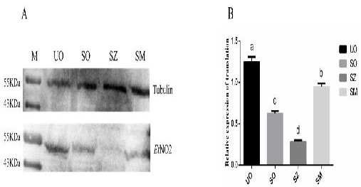 Molecular marker capable of rapidly detecting drug resistance of chicken coccidiosis, detection method and kit