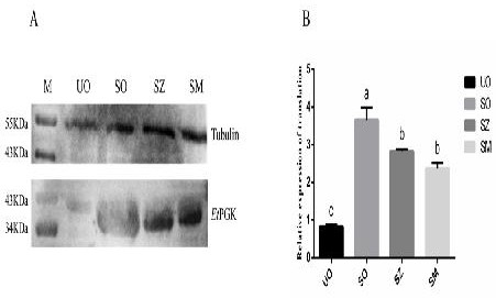 Molecular marker capable of rapidly detecting drug resistance of chicken coccidiosis, detection method and kit