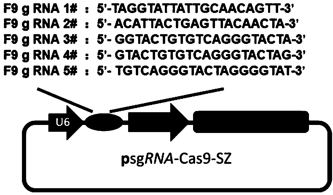 Safe and efficient CRISPR/Cas9 (Clustered Regularly Interspaced Short Palindromic Repeats/CRISPR associated protein 9) gene editing technology
