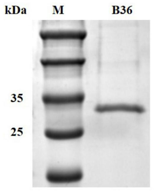 Anti-BCMA antibody or antigen binding fragment thereof as well as preparation method and application thereof