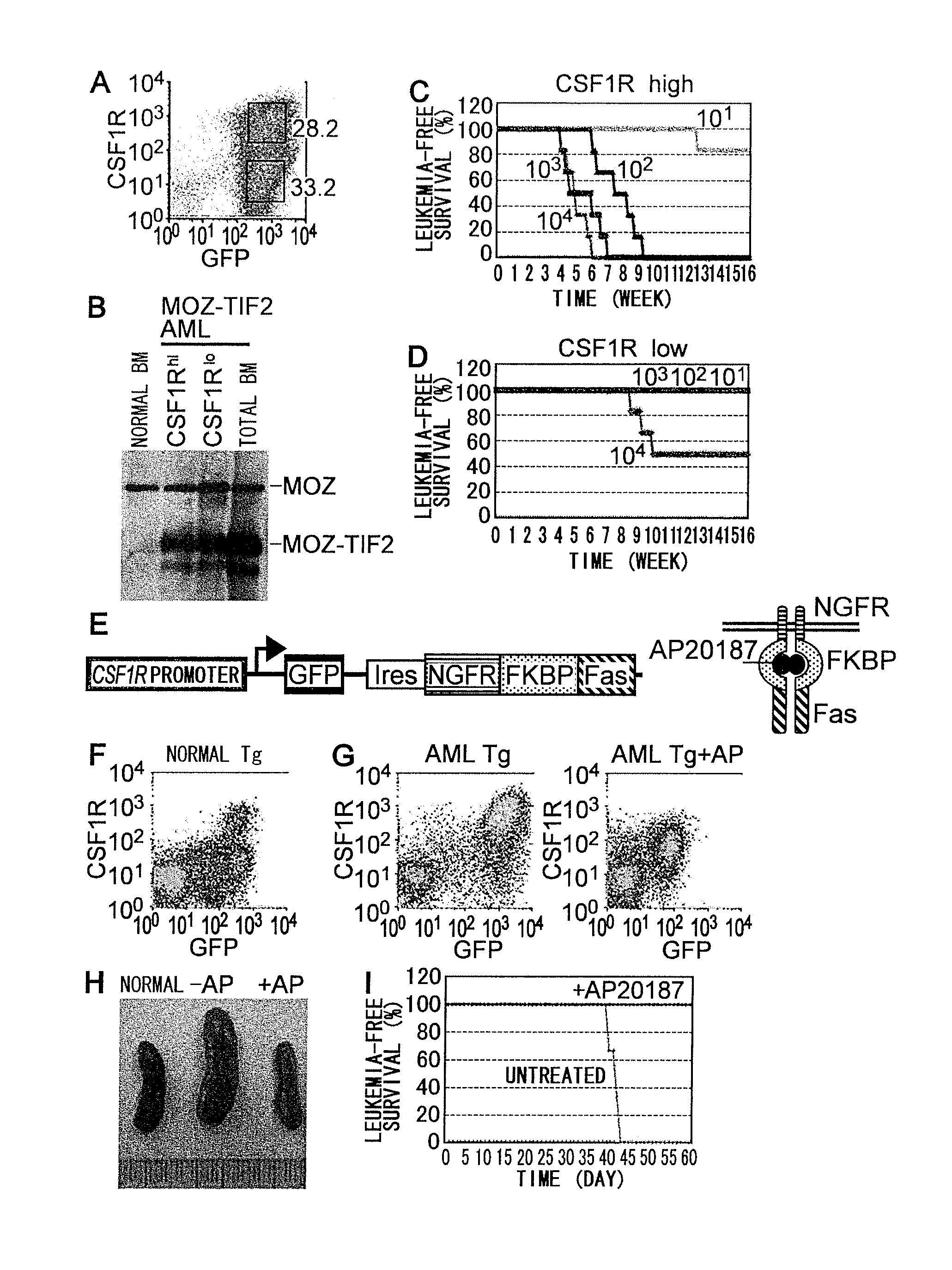 Therapeutic agent for mll leukemia and moz leukemia of which molecular target is m-csf receptor, and use thereof