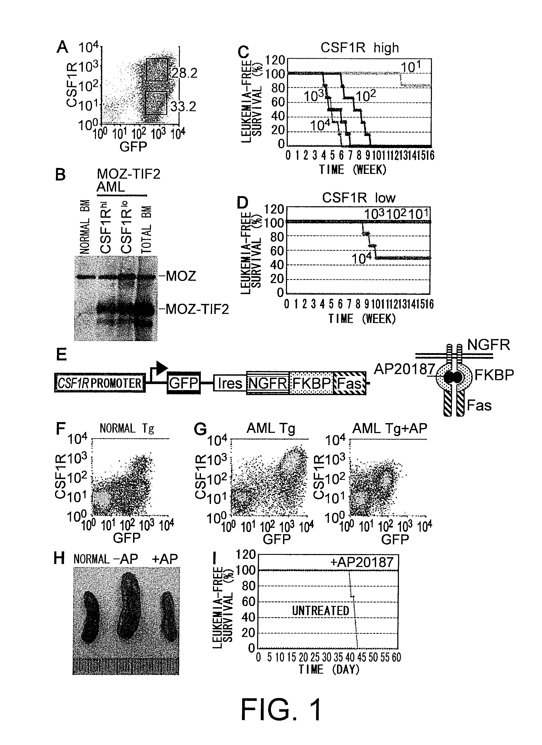 Therapeutic agent for mll leukemia and moz leukemia of which molecular target is m-csf receptor, and use thereof