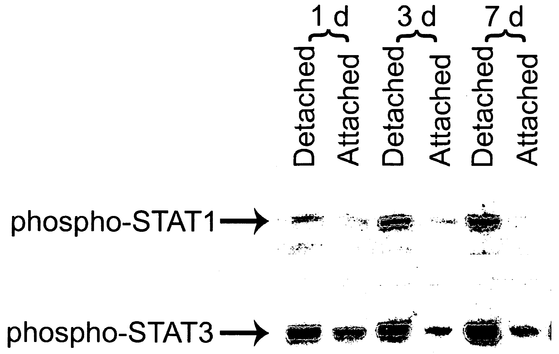 Compositions and methods for detecting and treating ophthalmic disorders