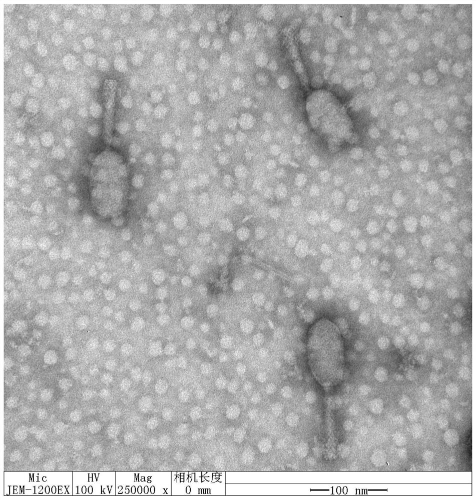 Broad-spectrum escherichia coli phage, composition and kit capable of simultaneously cracking four bacteria, and application of broad-spectrum escherichia coli phage
