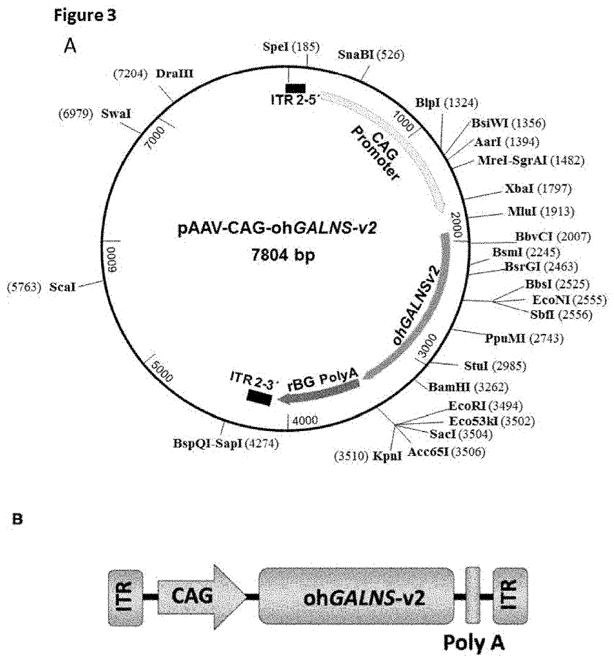 Adenoassociated virus vectors for the treatment of mucopolysaccharidoses type iv a