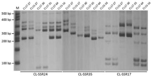 SSR primers used for analysis of genetic diversity and genetic relationship of curvularia lunata and application