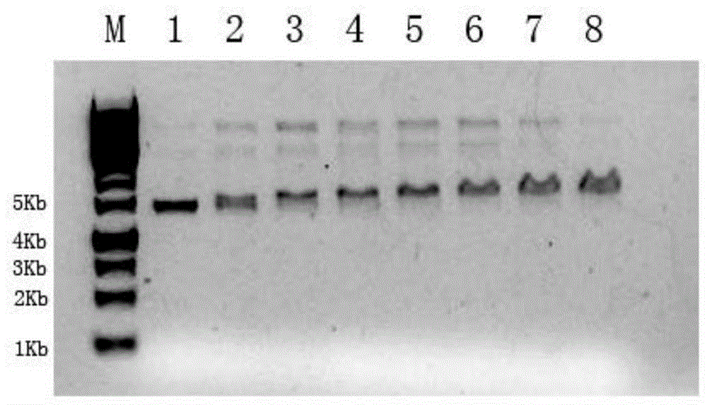 IHF protein-based gene mutation method