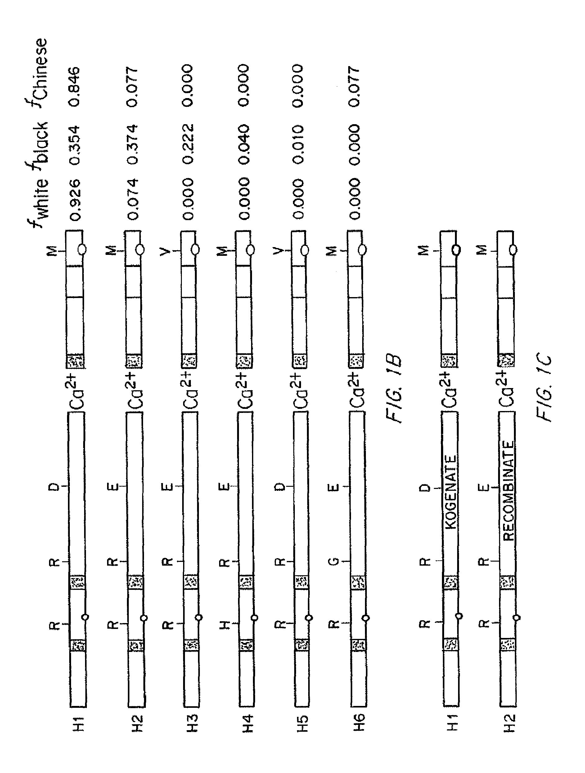 Compositions and Methods of Treatment of Black Hemophiliac Patients