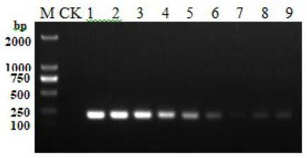 Multiple PCR detection kit for Listeria monocytogenes and Listeria illichii