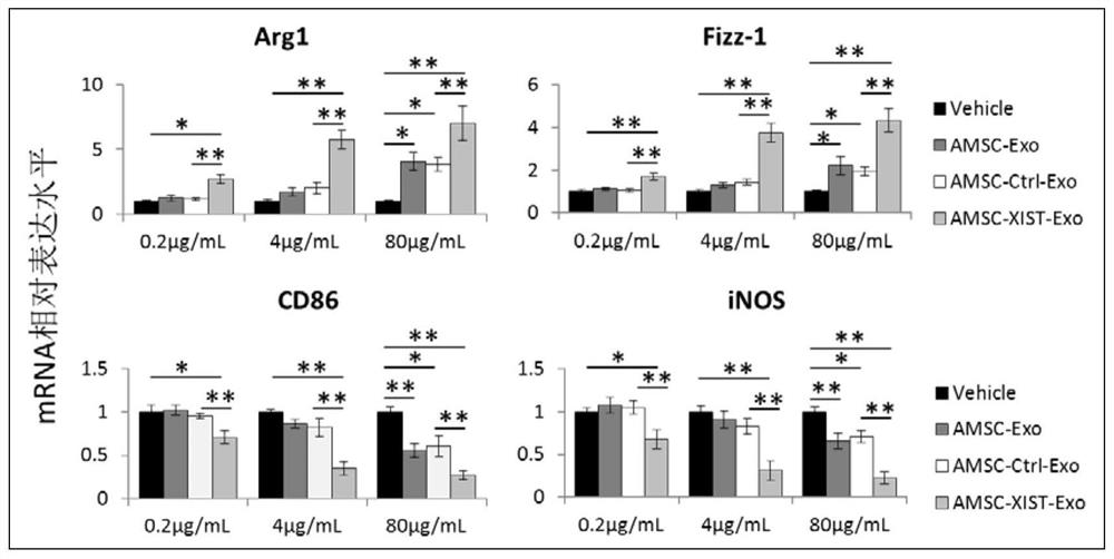 Preparation and application of xist-modified adipose-derived mesenchymal stem cell exosomes