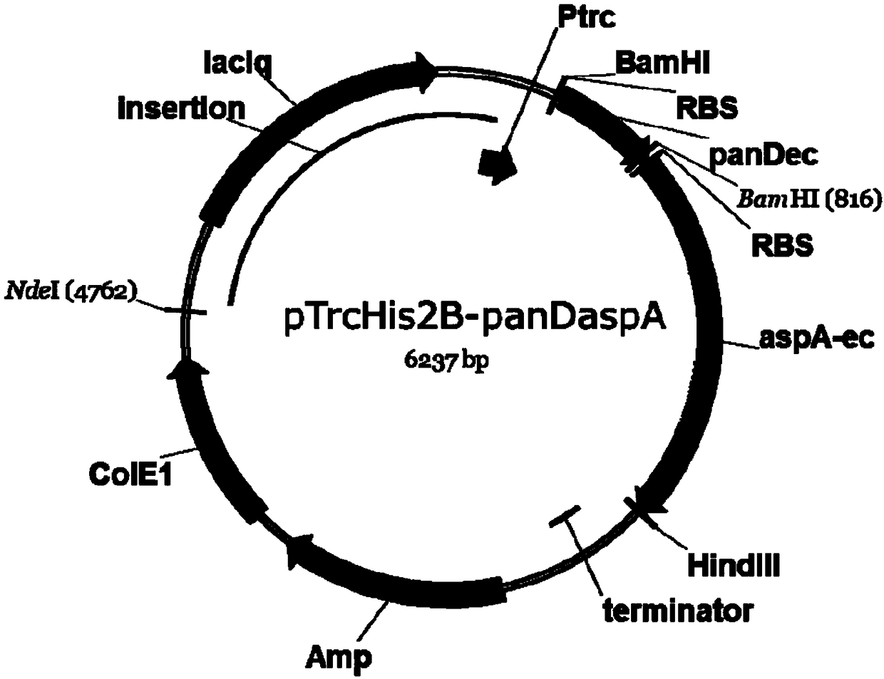 Production method for 3-aminoisobutyric acid