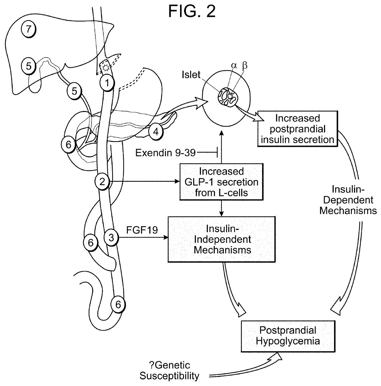 Methods and compositions for treating hypoglycemia